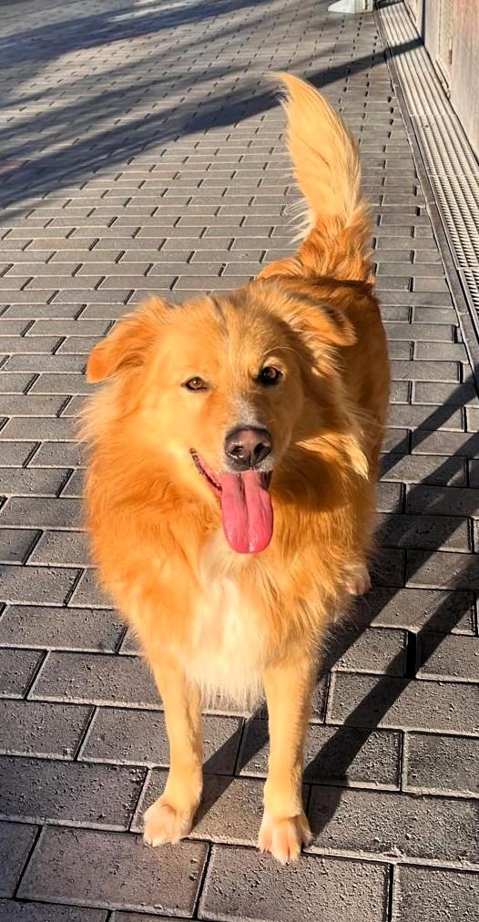 Dior Cagnolino Fulvo